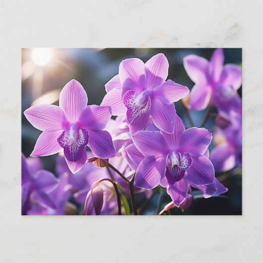 WILDE PAARSE ORCHIDEE UIT DOMINICA BRIEFKAART (Voorkant)