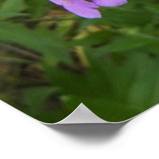 Wilde Paarse Periwinkle Flower-foto Poster (Hoek)