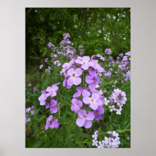 Wilde Paarse Periwinkle Flower-foto Poster
