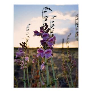 Wilde Paarse Snapdragons fotoafdrukken Foto Afdruk