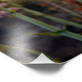 Wilde Paarse Snapdragons fotoafdrukken Foto Afdruk (Hoek)