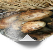 Wilde paddenstoelen 10x8 Natuur Foto Afdruk (Hoek)