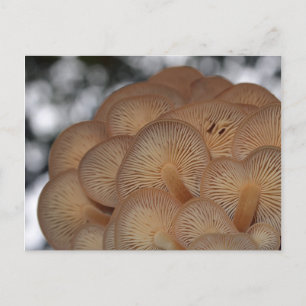 Wilde paddenstoelen briefkaart