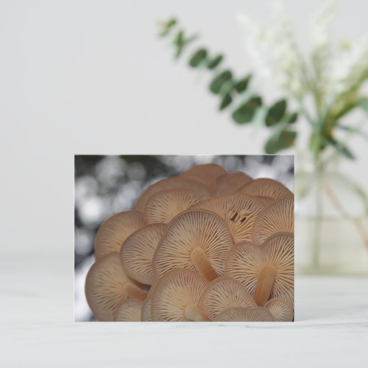 Wilde paddenstoelen briefkaart (Staand voorkant)