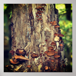 Wilde paddenstoelen die op boomstam groeien poster