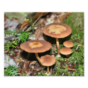 Wilde paddenstoelen en mos 10x8 Natuur Foto Afdruk