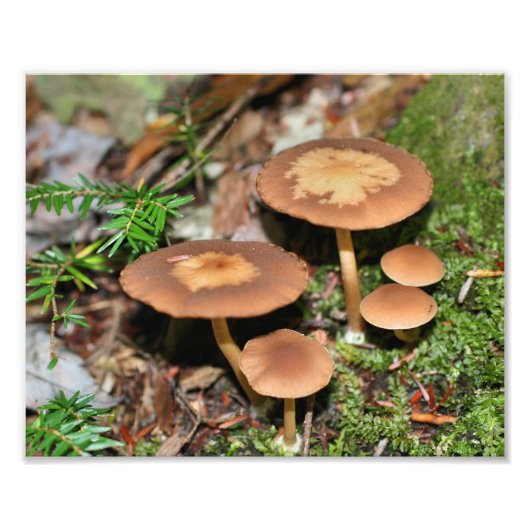 Wilde paddenstoelen en mos 10x8 Natuur Foto Afdruk (Voorkant)