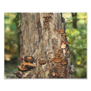 Wilde paddenstoelen op Natuur 10x8-structuur afdru Foto Afdruk