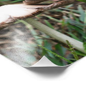 Wilde Paddenstoelen Paar 10x8 Natuur Foto Afdruk (Hoek)