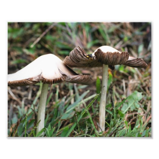Wilde Paddenstoelen Paar 10x8 Natuur Foto Afdruk (Voorkant)
