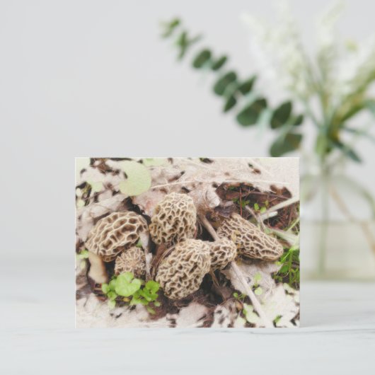 Wilde Paddestoelen, briefkaart (Staand voorkant)