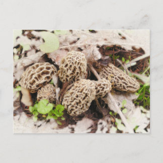 Wilde Paddestoelen, briefkaart