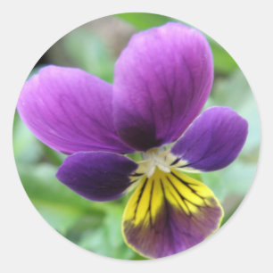 Wilde Pansy Sticker