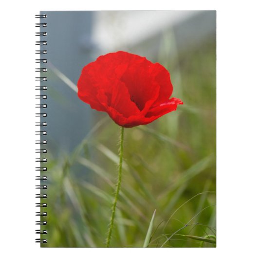 Wilde papaver notitieboek (Voorkant)