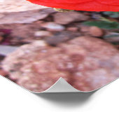 Wilde papaver poster (Hoek)