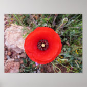 Wilde papaver poster (Voorkant)