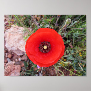 Wilde papaver poster