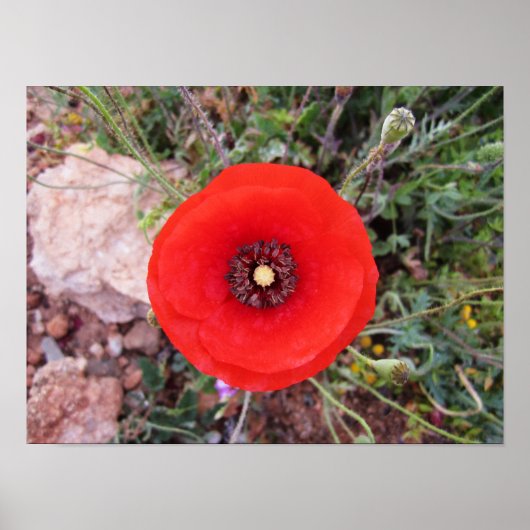 Wilde papaver poster (Voorkant)