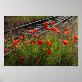 Wilde papaver poster