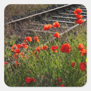 Wilde papaver        vierkante sticker