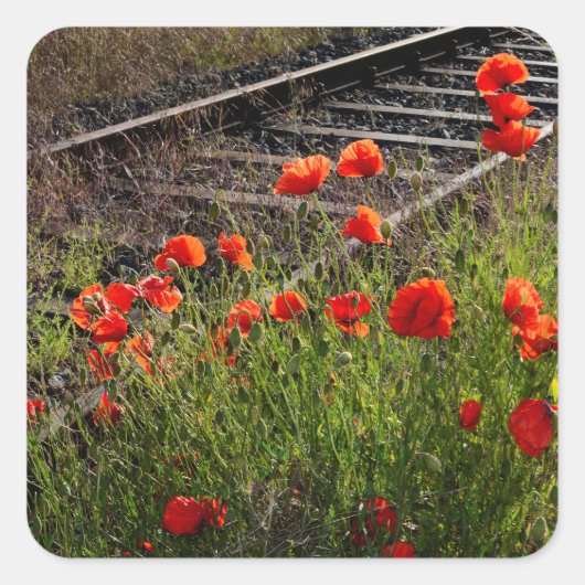 Wilde papaver vierkante sticker (Voorkant)