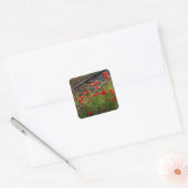 Wilde papaver vierkante sticker (Envelop)