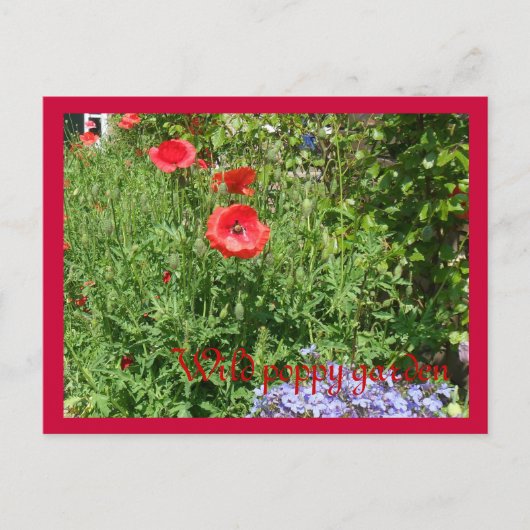 Wilde papavertuin briefkaart (Voorkant)