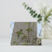 Wilde parrots van Telegraph Hill Briefkaart (Staand voorkant)