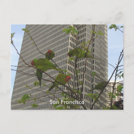 Wilde parrots van Telegraph Hill Briefkaart (Voorkant)