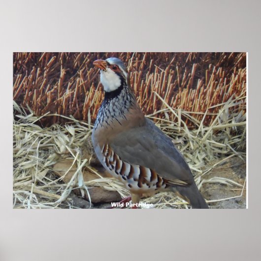 Wilde Patrijs Poster (Voorkant)