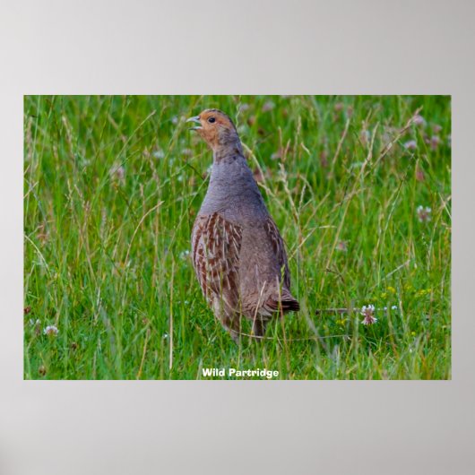 Wilde Patrijs Poster (Voorkant)