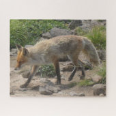 Wilde pauze: Vos in het ochtendlicht Legpuzzel (Horizontaal)