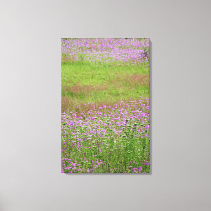Wilde peen (Daucus carota) in groei Canvas Afdruk