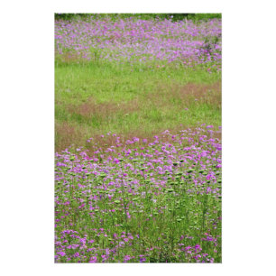 Wilde peen (Daucus carota) in groei Foto Afdruk