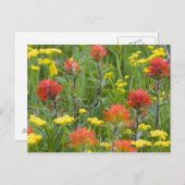 wilde penselen en biscuitwortelplanten van Indisch Briefkaart (Voorkant / Achterkant)