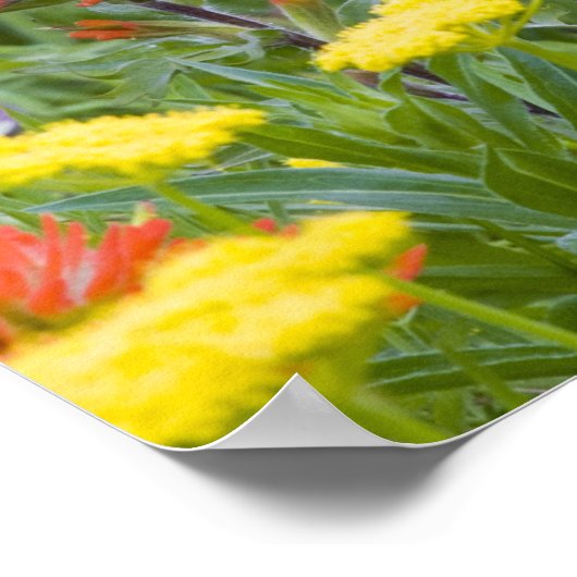 wilde penselen en biscuitwortelplanten van Indisch Poster (Hoek)