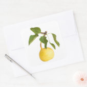 Wilde peren vierkante sticker (Envelop)