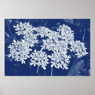 Wilde peterselie - Cyanotype-effect Poster