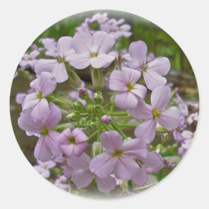 Wilde Phlox-Stickers Ronde Sticker