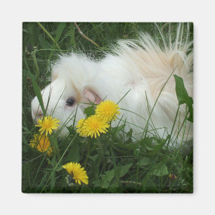 Wilde piggy magneet