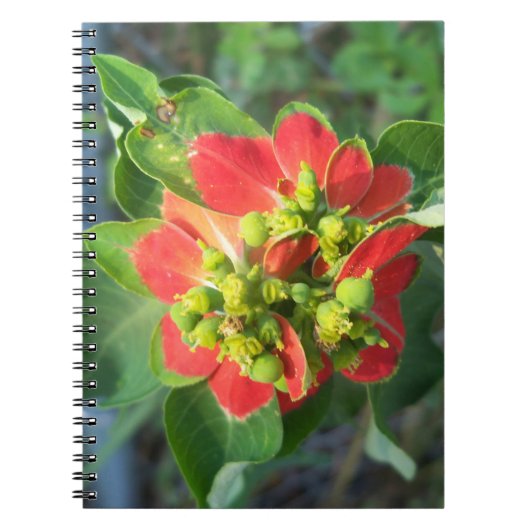 wilde Poinsettia Notitieboek (Voorkant)