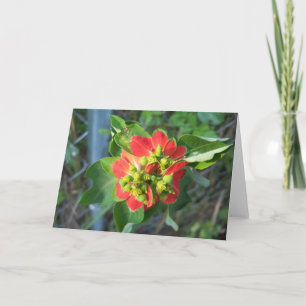 Wilde Poinsettia op unieke kaart