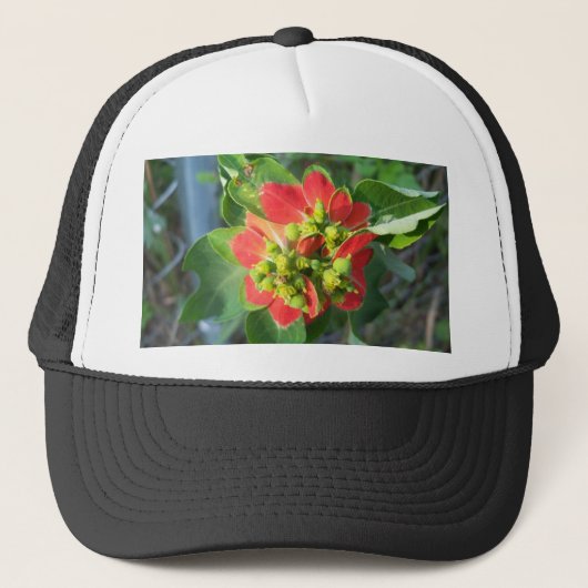 wilde Poinsettia Trucker Pet (Voorkant)