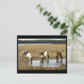 Wilde pony briefkaart (Staand voorkant)