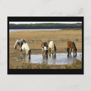 Wilde pony briefkaart
