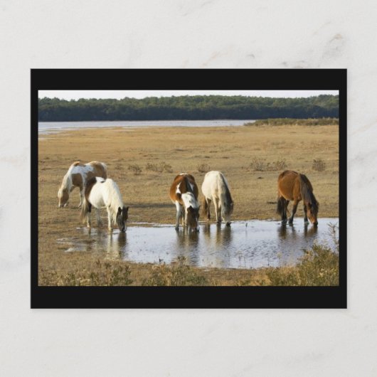 Wilde pony briefkaart (Voorkant)