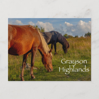 Wilde pony's in Grayson Highlands State Park Briefkaart