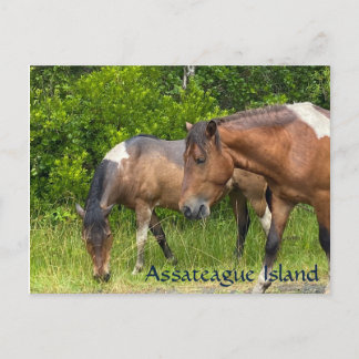 Wilde pony's op Assateauge Island Briefkaart