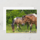 Wilde pony's op Assateauge Island Briefkaart (Voorkant / Achterkant)
