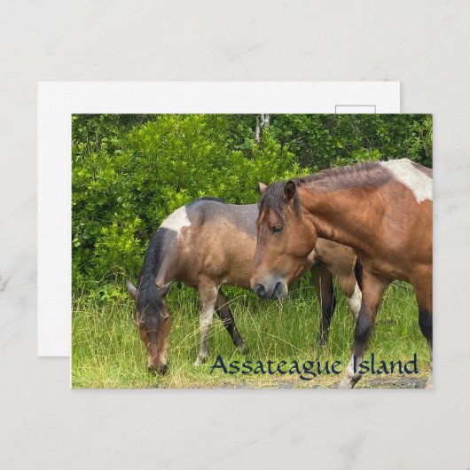 Wilde pony's op Assateauge Island Briefkaart (Voorkant / Achterkant)